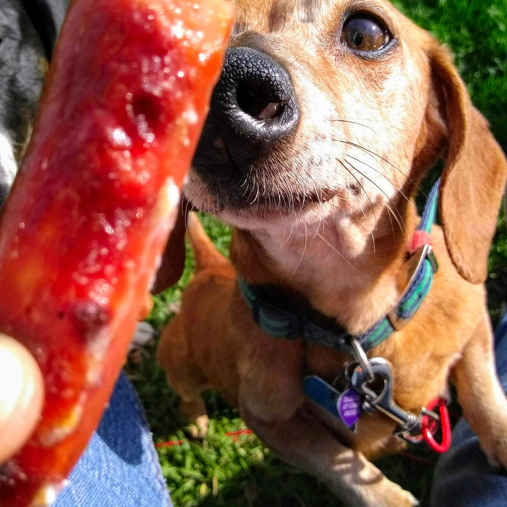 Diggerjoe joined the competition — help win amazing prizes! canidae, carnivore, companion_dog, dachshund, dog, dog_breed, fawn, food, hound, scent_hound, snout, sporting_group