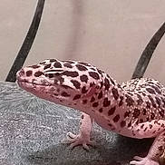 Cruella joined the competition — help win amazing prizes! adaptation, banded_geckos, gecko, heloderma, iguanidae, lizard, organism, reptile, scaled_reptile, terrestrial_animal, vertebrate