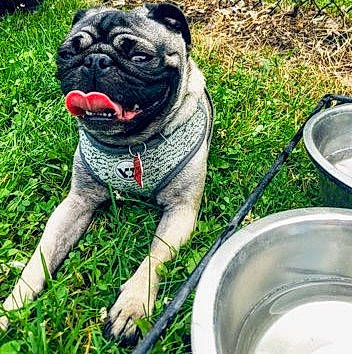 Maggie joined the competition — help win amazing prizes! ancient_dog_breeds, canidae, carnivore, companion_dog, dog, dog_breed, fawn, grass, plant, pug, snout, toy_dog, wrinkle