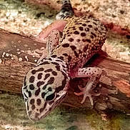 Valyria joined the competition — help win amazing prizes! adaptation, banded_geckos, gecko, gekkonidae, gila_monster, heloderma, lizard, organism, reptile, scaled_reptile, terrestrial_animal, vertebrate, wildlife