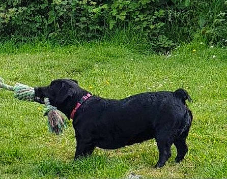 Pixel participe au concours pour gagner de l'argent avec cette photo : borador, canidae, carnivore, collar, companion_dog, dog, dog_breed, dog_collar, grass, grassland, groundcover, guard_dog, gun_dog, leash, plant, snout, sporting_group, tail, terrestrial_animal, working_animal