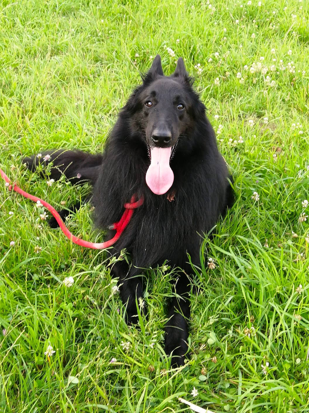 Nash a rejoint le concours — aidez-le/la à gagner de superbes lots ! canidae, carnivore, companion_dog, dog, dog_breed, dog_supply, german_spitz_mittel, grass, grassland, mudi, pet_supply, plant, snout, sporting_group, terrestrial_animal, working_animal, working_dog