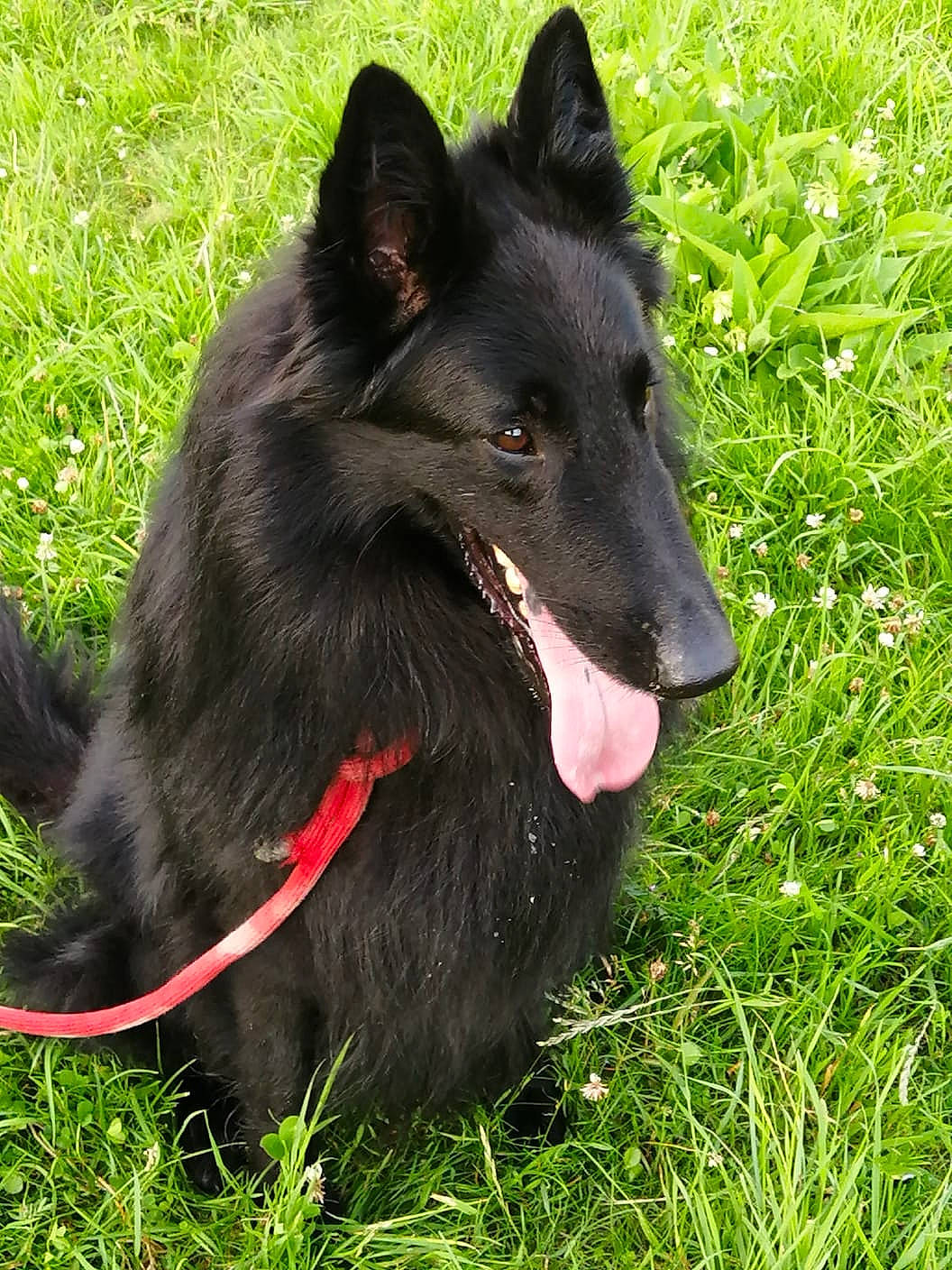 Nash participe au concours pour gagner de l'argent avec cette photo : canidae, carnivore, collar, companion_dog, dog, dog_breed, dog_supply, fur, german_spitz_mittel, grass, herding_dog, king_shepherd, non_sporting_group, pet_supply, plant, snout, sporting_group, working_animal, working_dog