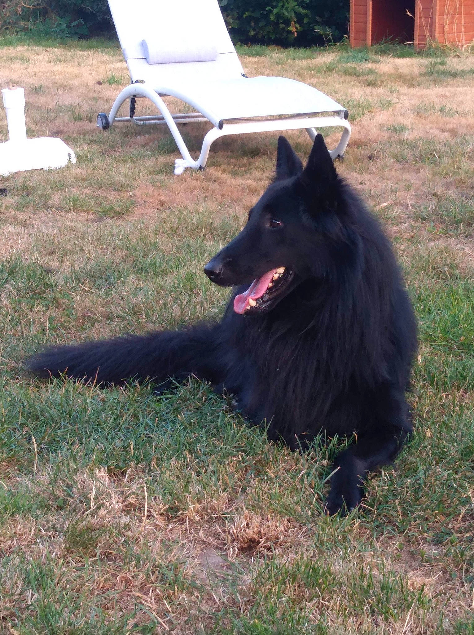 Nash a rejoint le concours — aidez-le/la à gagner de superbes lots ! canidae, carnivore, chair, companion_dog, croatian_sheepdog, dog, dog_breed, german_spitz_mittel, grass, herding_dog, mudi, outdoor_furniture, plant, sporting_group, working_animal, working_dog