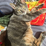 Daisio a rejoint le concours — aidez-le/la à gagner de superbes lots ! cat, tabby_cat, pet, animal, feline, relaxed, indoor, blanket, sunlight, shadow, yellow_eyes, fur, paw, resting, cozy, comfort, bed, soft_texture, closeup, portrait