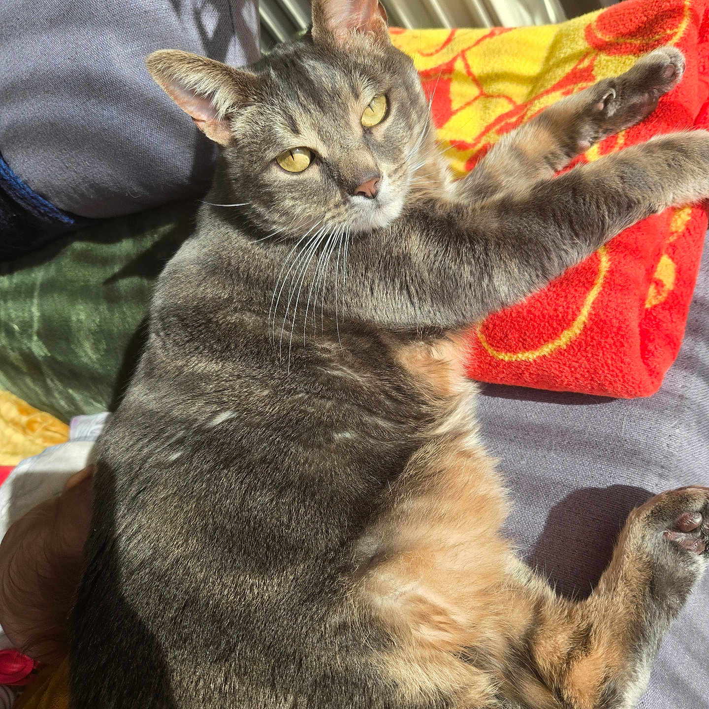 Daisio a rejoint le concours — aidez-le/la à gagner de superbes lots ! animal, bed, blanket, cat, closeup, comfort, cozy, feline, fur, indoor, paw, pet, portrait, relaxed, resting, shadow, soft_texture, sunlight, tabby_cat, yellow_eyes