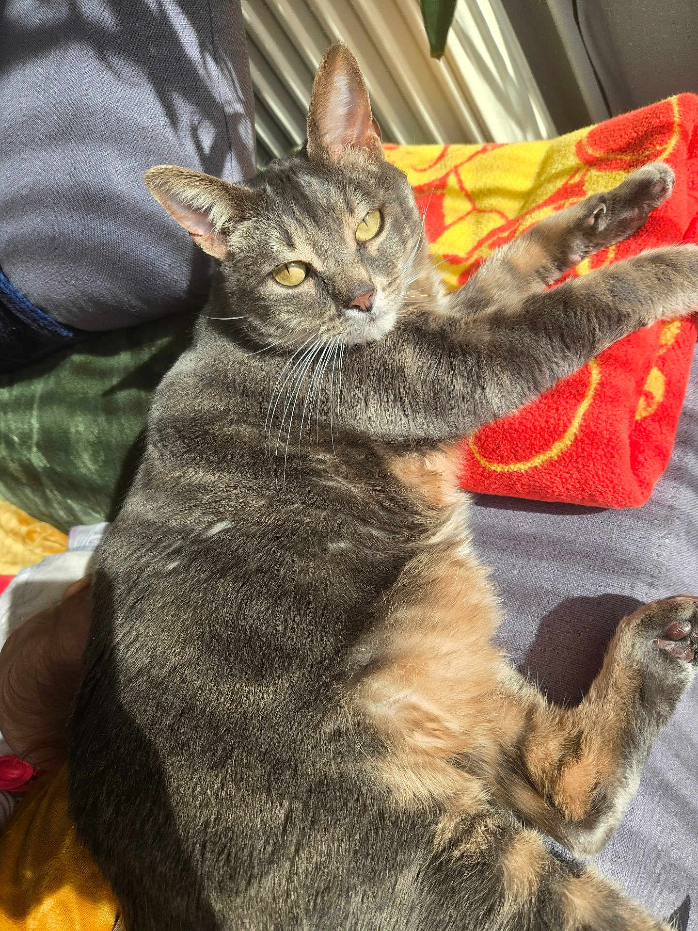 Daisio a rejoint le concours — aidez-le/la à gagner de superbes lots ! cat, tabby_cat, pet, animal, feline, relaxed, indoor, blanket, sunlight, shadow, yellow_eyes, fur, paw, resting, cozy, comfort, bed, soft_texture, closeup, portrait