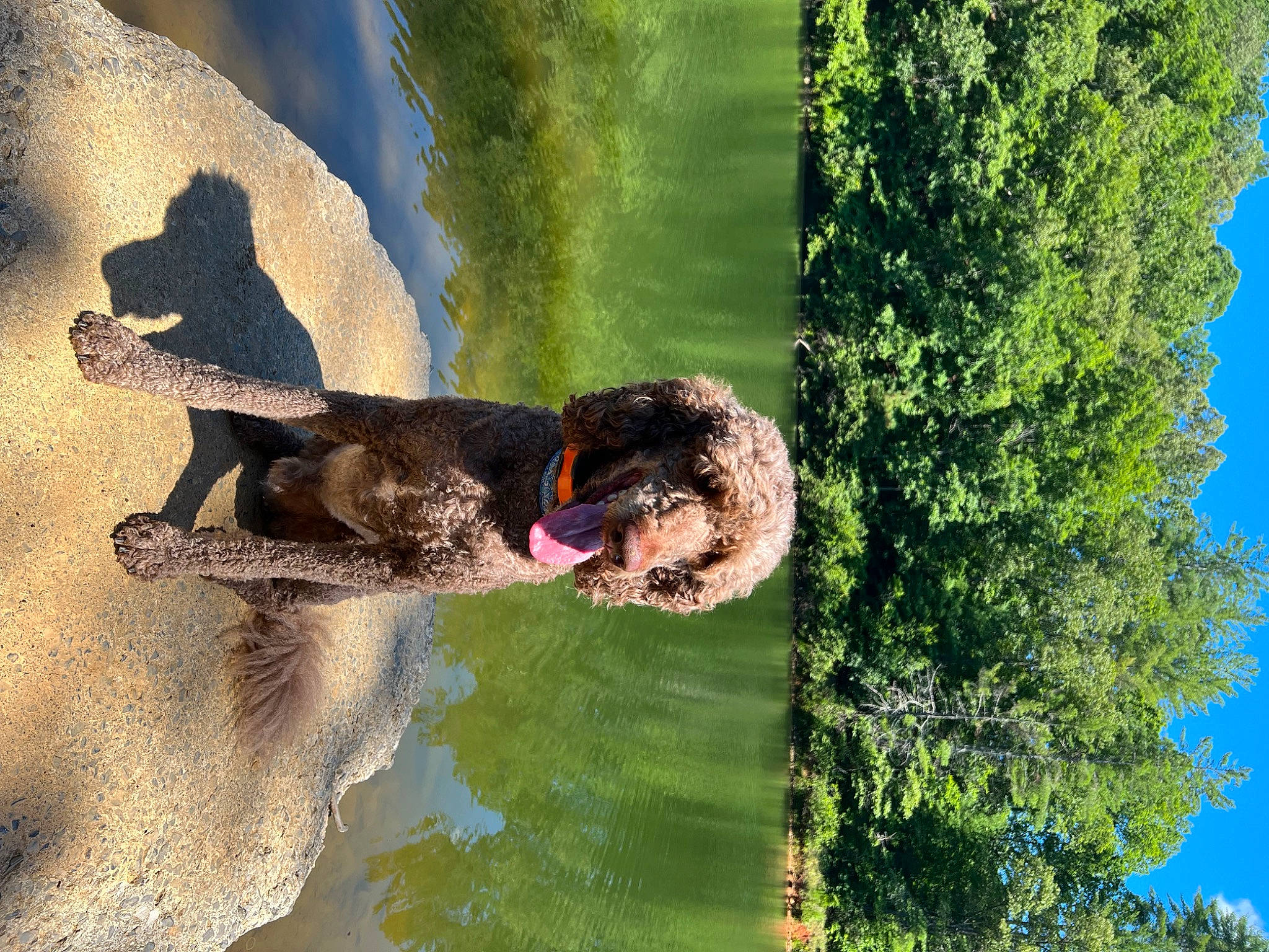 Timber joined the competition — help win amazing prizes! adaptation, biome, carnivore, grass, grass_family, grassland, lake, landscape, leisure, natural_landscape, organism, people_in_nature, plant, reflection, sky, tree, trunk, vegetation, water, wildlife