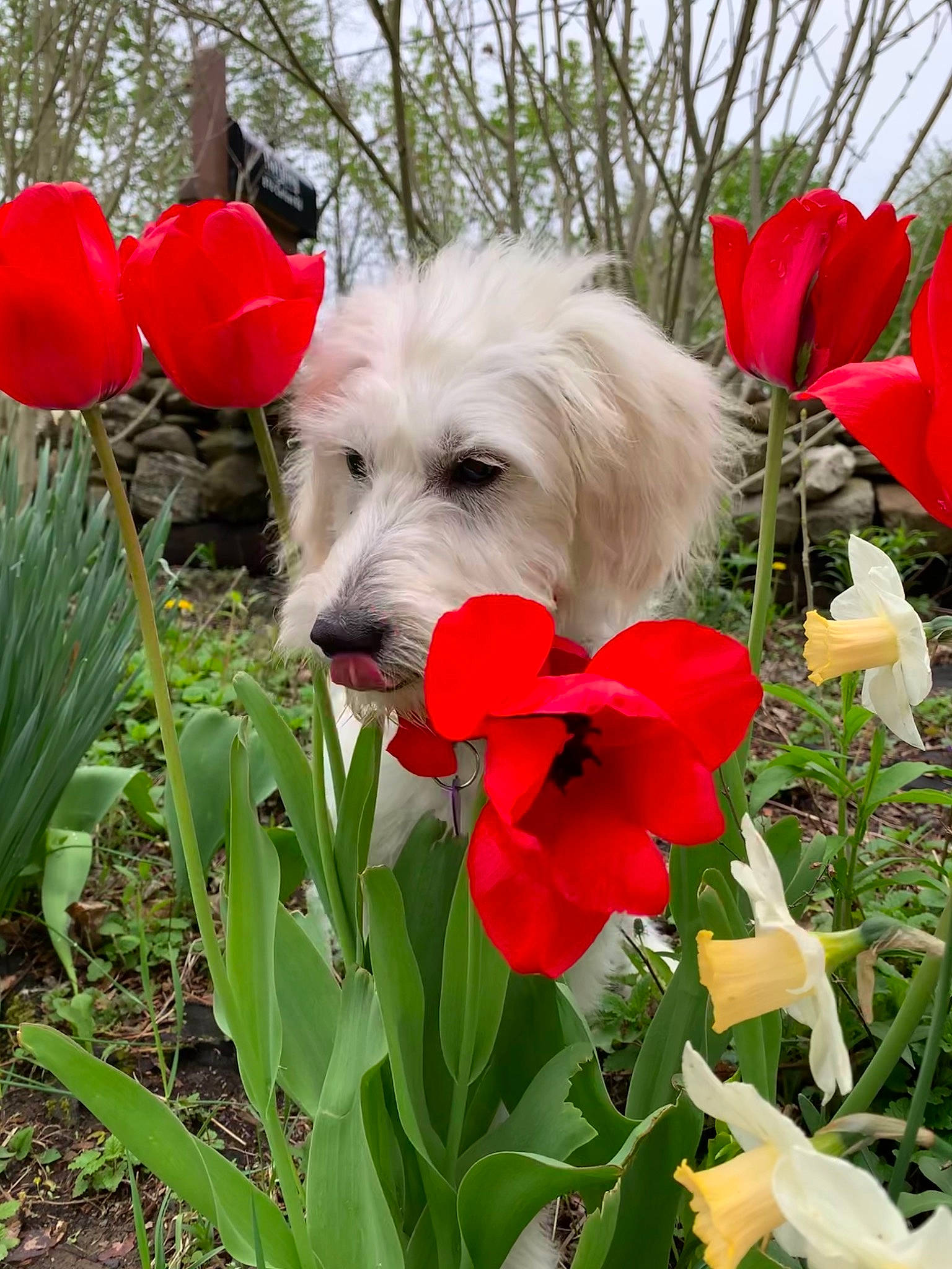 Luna joined the competition — help win amazing prizes! annual_plant, carnivore, companion_dog, dog, dog_breed, dog_supply, flower, flowering_plant, garden, grass, green, petal, plant, shrub, sky, sporting_group, spring, terrestrial_plant, terrier, toy_dog