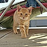 animal, cat, chair, clothing, cushion, cute, drying_rack, feline, floor, ginger_cat, indoors, jeans, kitten, laundry, orange_fur, pet, portrait, standing, sunlight, walking