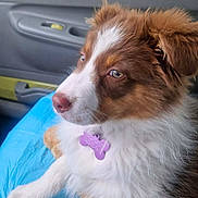 Alya participe au concours pour gagner de l'argent avec cette photo : animal, blue, brown, car_interior, collar, cute, dog, domestic, fluffy, fur, indoor, pet, puppy, resting, seat, side_view, tag, white, window, young