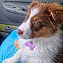 animal, blue, brown, car_interior, collar, cute, dog, domestic, fluffy, fur, indoor, pet, puppy, resting, seat, side_view, tag, white, window, young