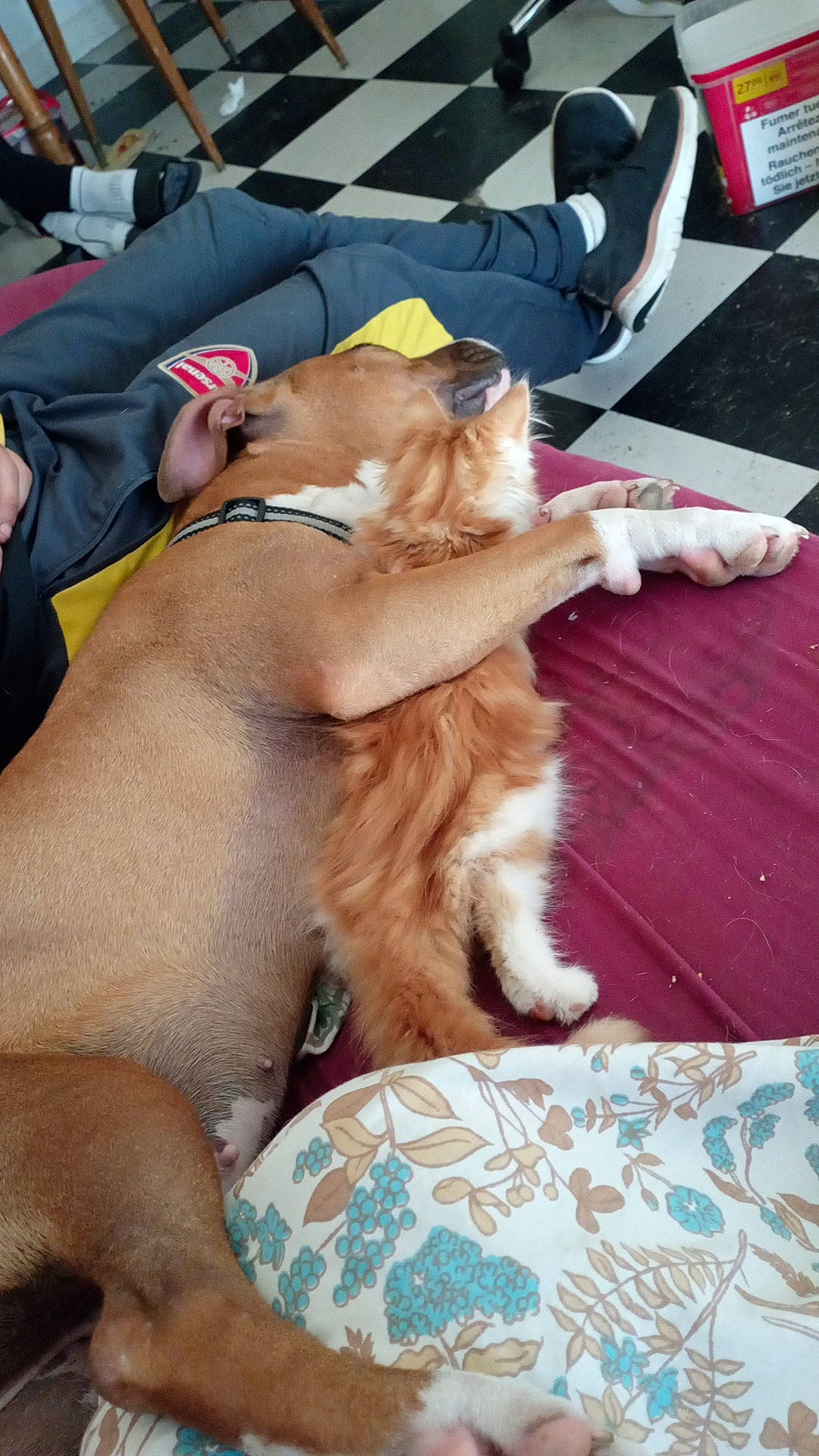 Yaska a rejoint le concours — aidez-le/la à gagner de superbes lots ! canidae, carnivore, cat, comfort, companion_dog, dog, dog_breed, fawn, felidae, fur, hat, human_leg, lap, paw, small_to_medium_sized_cats, snout, sporting_group, thigh, whiskers, working_animal