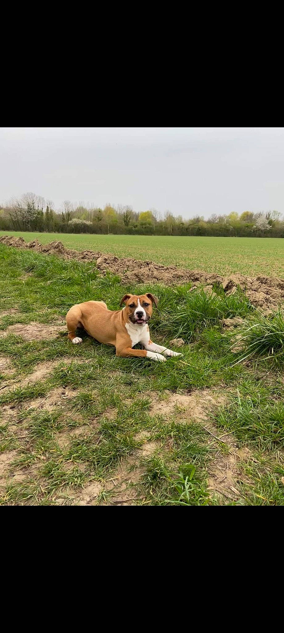 Yaska a rejoint le concours — aidez-le/la à gagner de superbes lots ! boxer, canidae, carnivore, companion_dog, dog, dog_breed, fawn, field, grass, grassland, landscape, meadow, natural_landscape, pasture, plain, plant, prairie, sky, sporting_group, tree