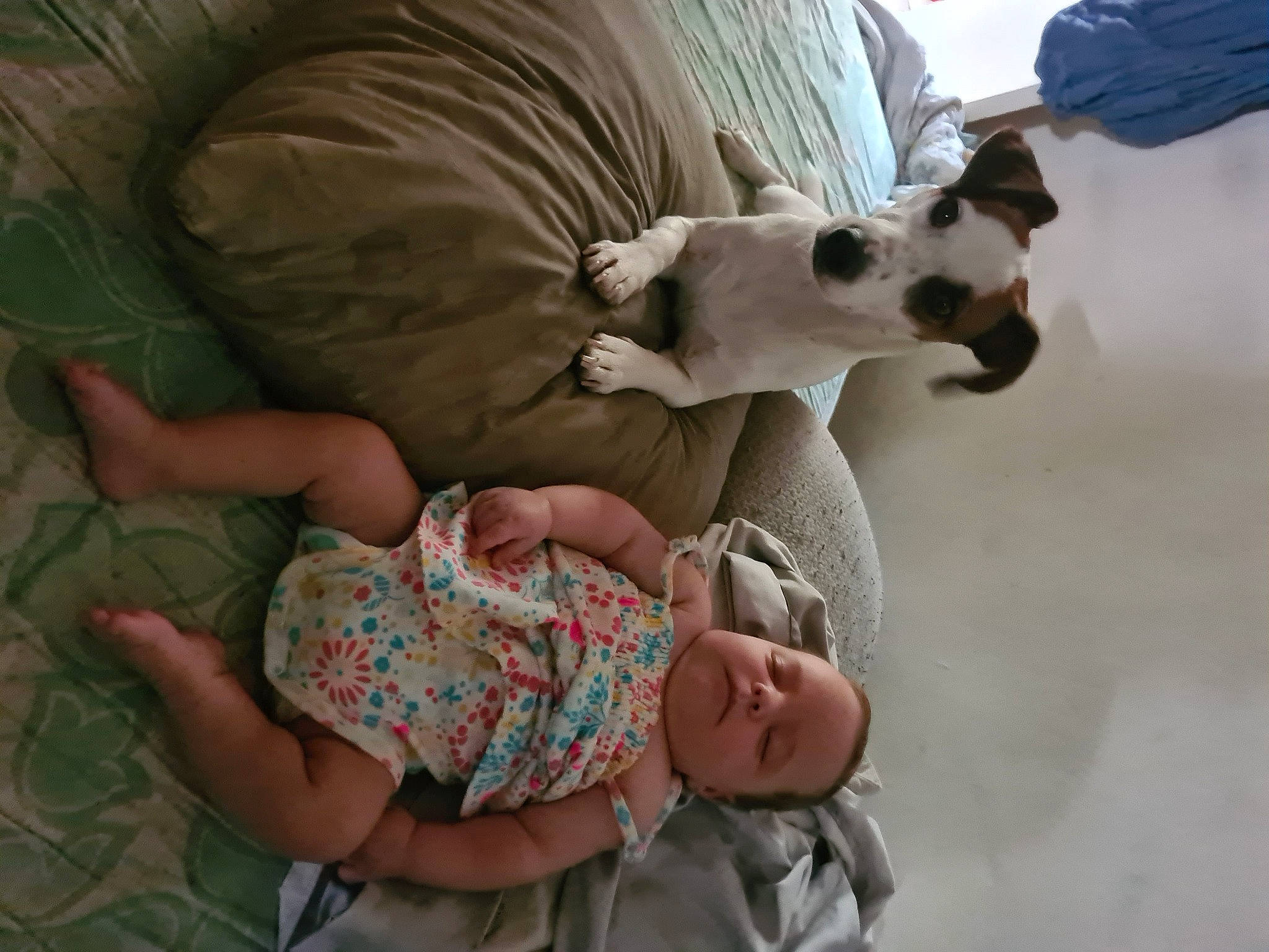 Pookie a rejoint le concours — aidez-le/la à gagner de superbes lots ! abdomen, child, comfort, companion_dog, dog, dog_breed, fawn, fun, fur, gesture, happy, human_leg, joint, mammal, organ, sitting, toddler, trunk, vacation, vertebrate