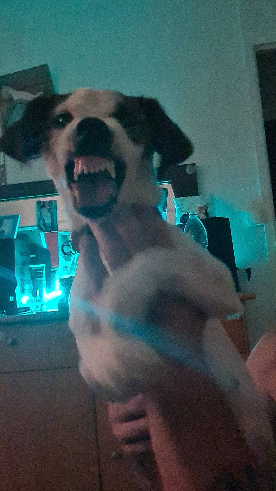 Pookie participe au concours pour gagner de l'argent avec cette photo : abdomen, barechested, canidae, carnivore, chest, companion_dog, dog, dog_breed, electric_blue, fawn, fun, fur, happy, muscle, smile, snout, sporting_group, trunk, whiskers, working_animal