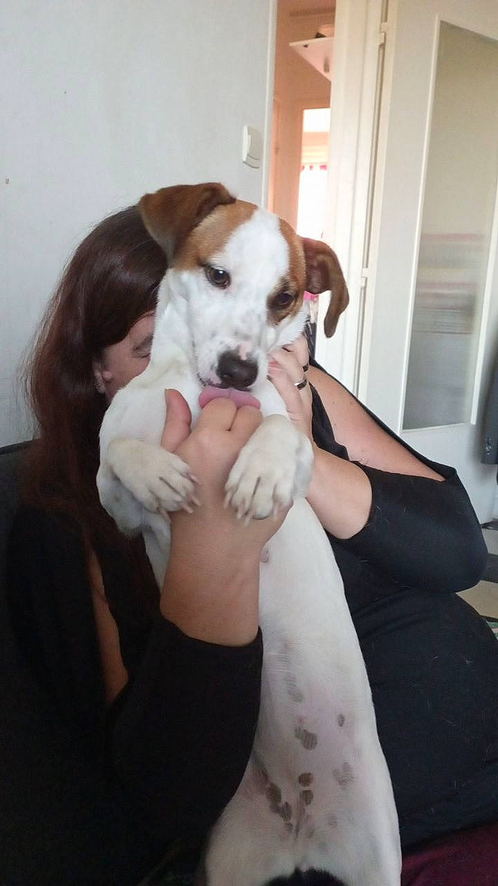 Pookie a rejoint le concours — aidez-le/la à gagner de superbes lots ! canidae, carnivore, child, comfort, companion_dog, dog, dog_breed, door, ear, fawn, fur, hound, non_sporting_group, paw, puppy, puppy_love, sitting, sporting_group, tail