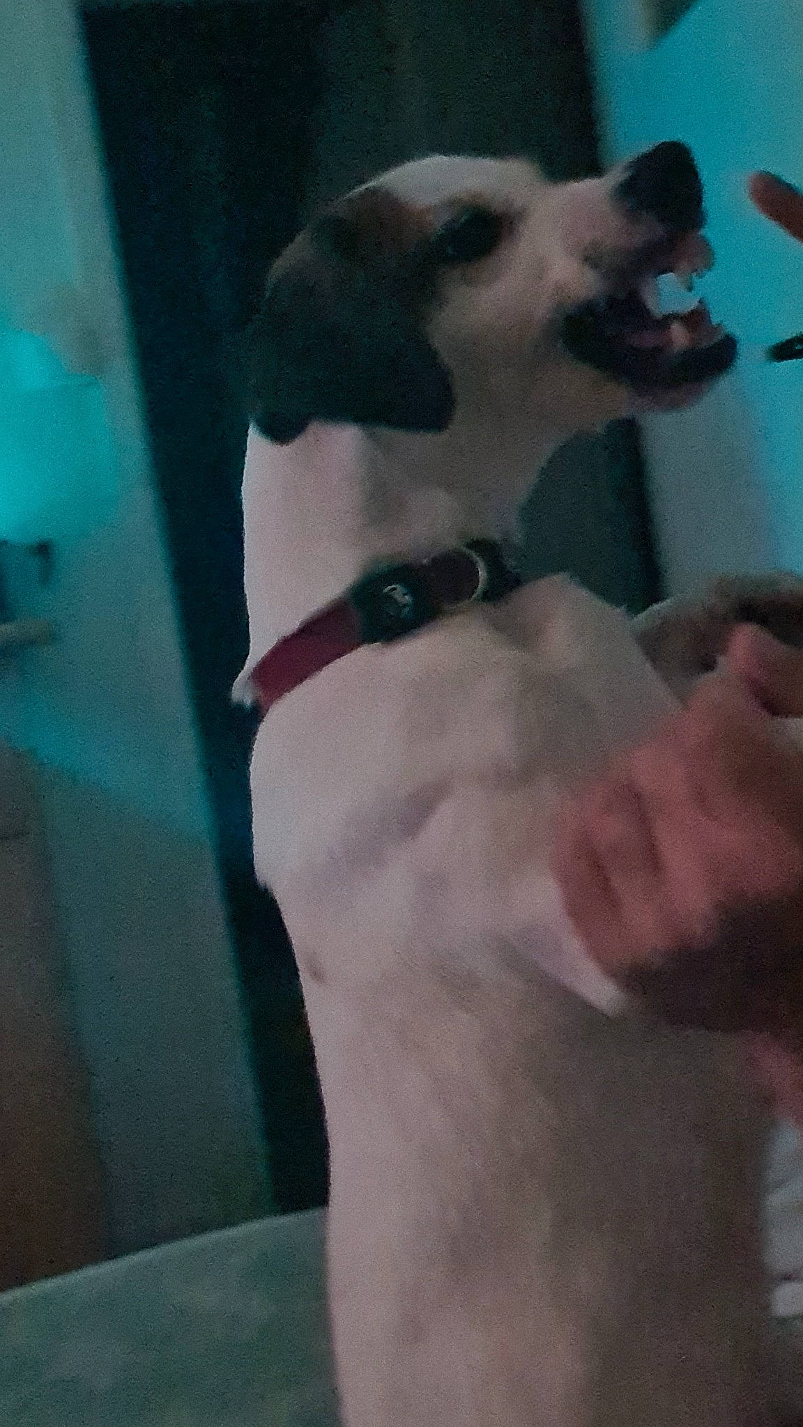 Pookie participe au concours pour gagner de l'argent avec cette photo : carnivore, collar, companion_dog, dog, dog_breed, dog_collar, fawn, foot, fur, non_sporting_group, paw, pet_supply, tail, whiskers, working_animal, wrist