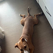 Arkan a rejoint le concours — aidez-le/la à gagner de superbes lots ! dog, brown_dog, white_paws, lying_down, kitchen, floor, cabinet, natural_light, relaxed, indoors, pet, animal, furniture, door, canine, flooring, white_cabinet, tail, ears, quiet