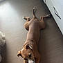 dog, brown_dog, white_paws, lying_down, kitchen, floor, cabinet, natural_light, relaxed, indoors, pet, animal, furniture, door, canine, flooring, white_cabinet, tail, ears, quiet