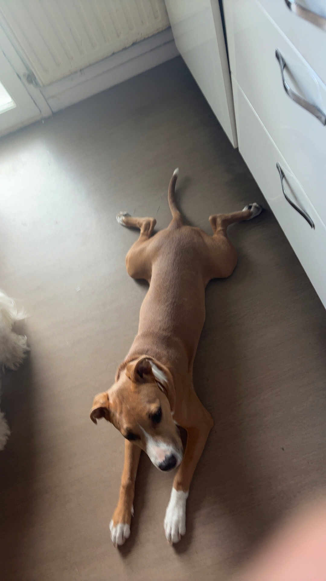 Arkan a rejoint le concours — aidez-le/la à gagner de superbes lots ! dog, brown_dog, white_paws, lying_down, kitchen, floor, cabinet, natural_light, relaxed, indoors, pet, animal, furniture, door, canine, flooring, white_cabinet, tail, ears, quiet