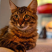 Cashmere joined the competition — help win amazing prizes! cat, tabby, brown_fur, feline, pet, portrait, close_up, face, eyes, ears, whiskers, nose, paws, sitting, indoor, warm_lighting, shallow_depth_of_field, blurred_background, alert, photography