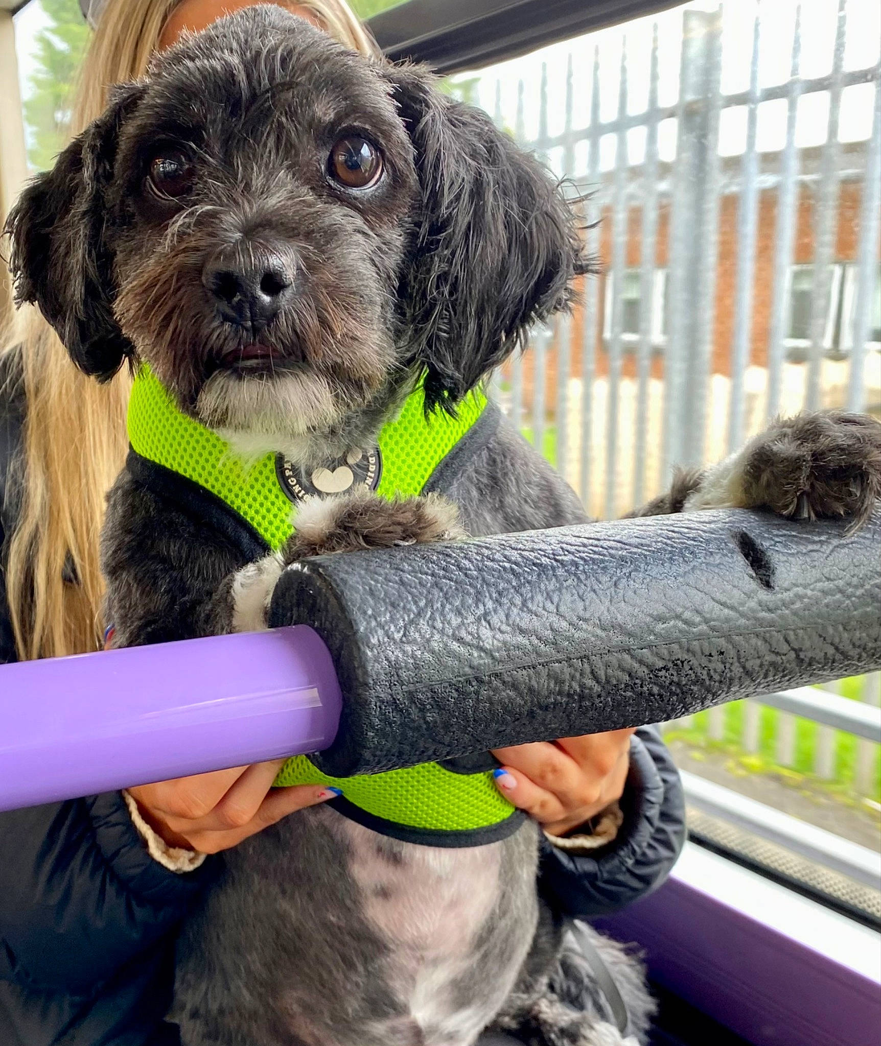 Fergus is registered to the contest to win money with this photo: building, canidae, carnivore, collar, companion_dog, dog, dog_breed, dog_collar, dog_supply, fashion_accessory, fur, leash, liver, personal_protective_equipment, pet_supply, seat_belt, snout, sporting_group, toy_dog, window