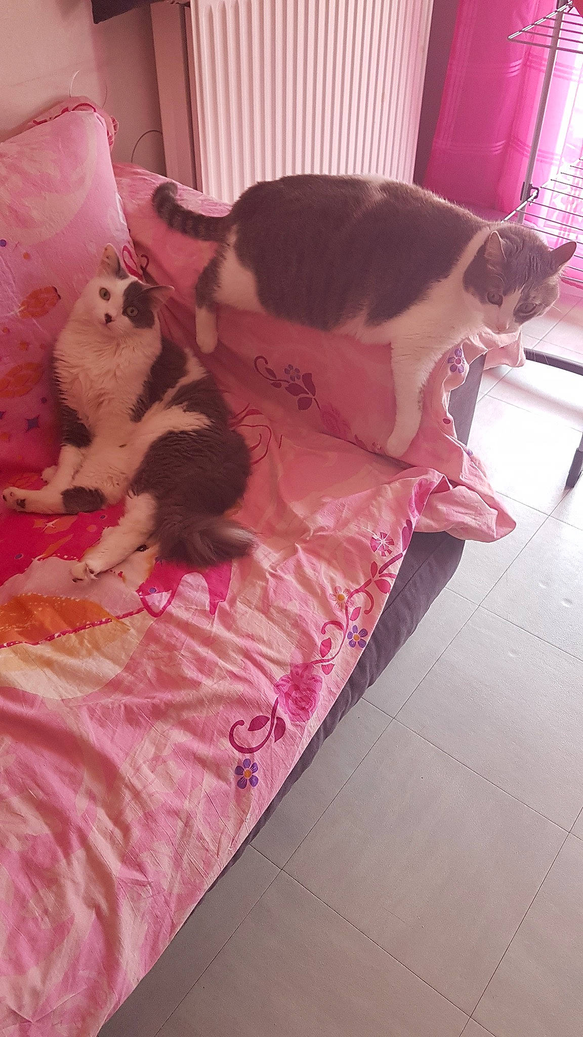 Neige a rejoint le concours — aidez-le/la à gagner de superbes lots ! bed, bed_sheet, canidae, carnivore, cat, dog_breed, fawn, furniture, linens, non_sporting_group, pink, textile