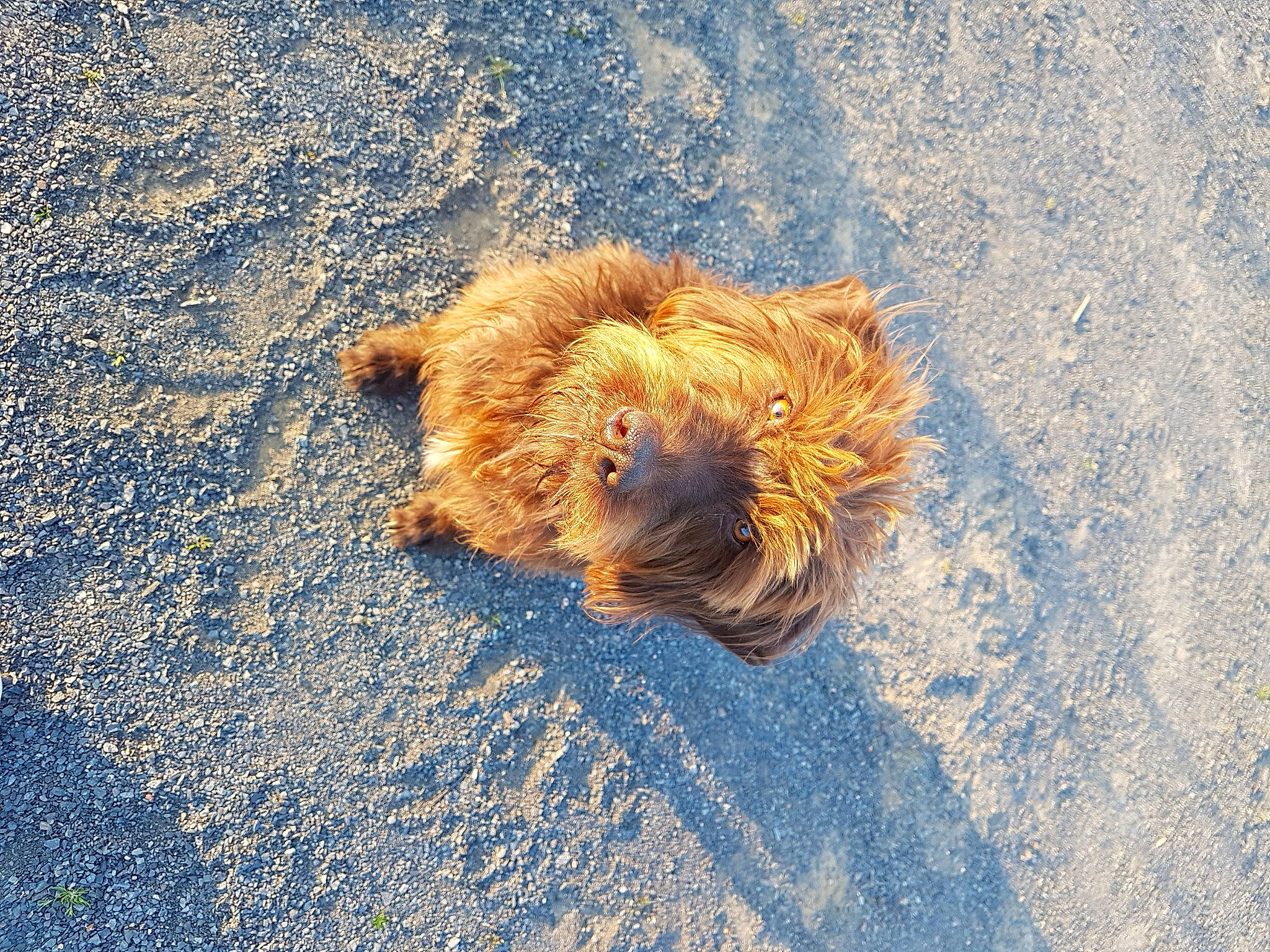 Eve a rejoint le concours — aidez-le/la à gagner de superbes lots ! carnivore, companion_dog, dog, dog_breed, fawn, felidae, fur, lion, natural_material, non_sporting_group, shadow, snout, sporting_group