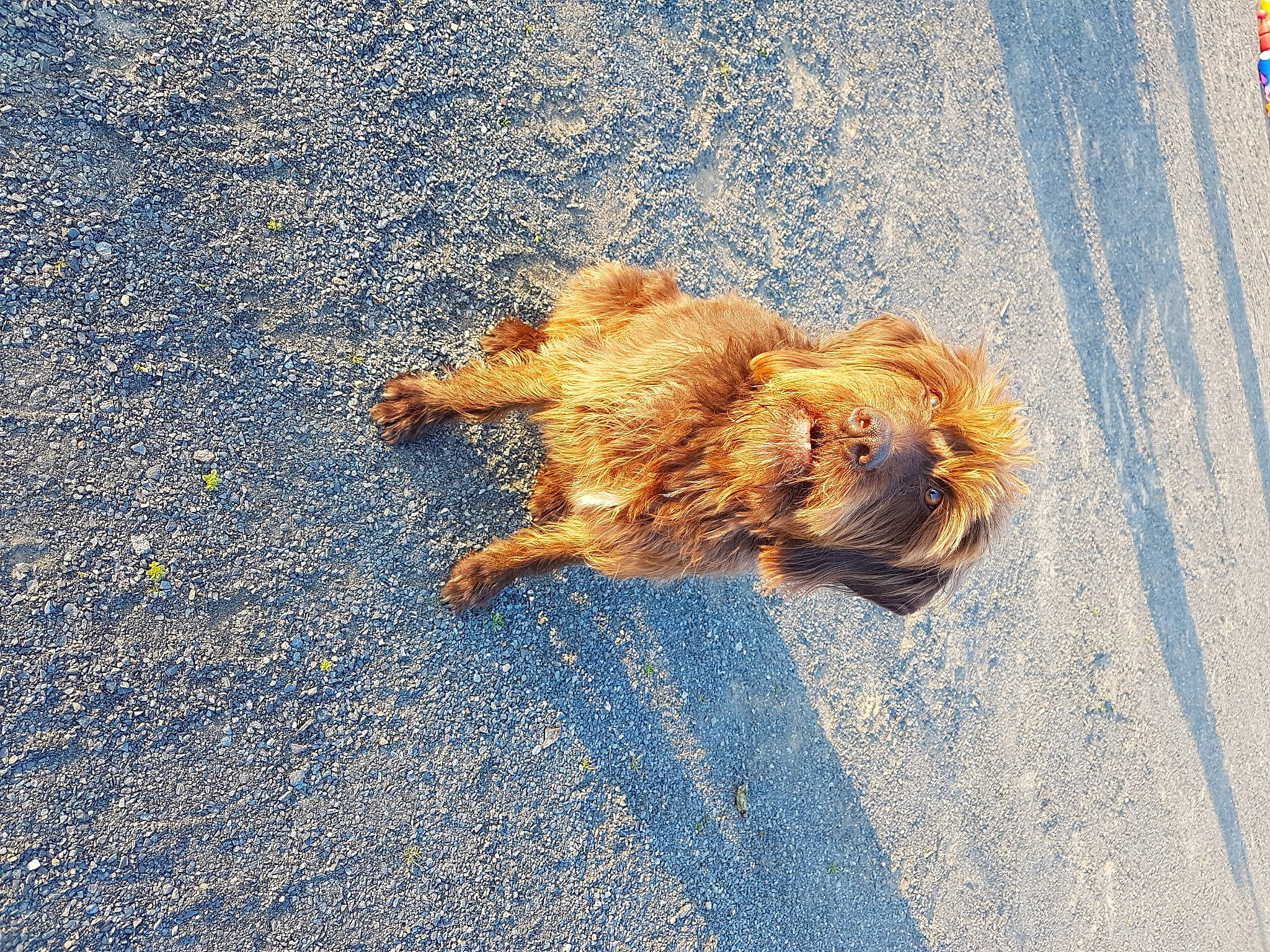 Eve participe au concours pour gagner de l'argent avec cette photo : asphalt, canidae, carnivore, companion_dog, dog, dog_breed, fawn, fur, non_sporting_group, road_surface, sporting_group, tar