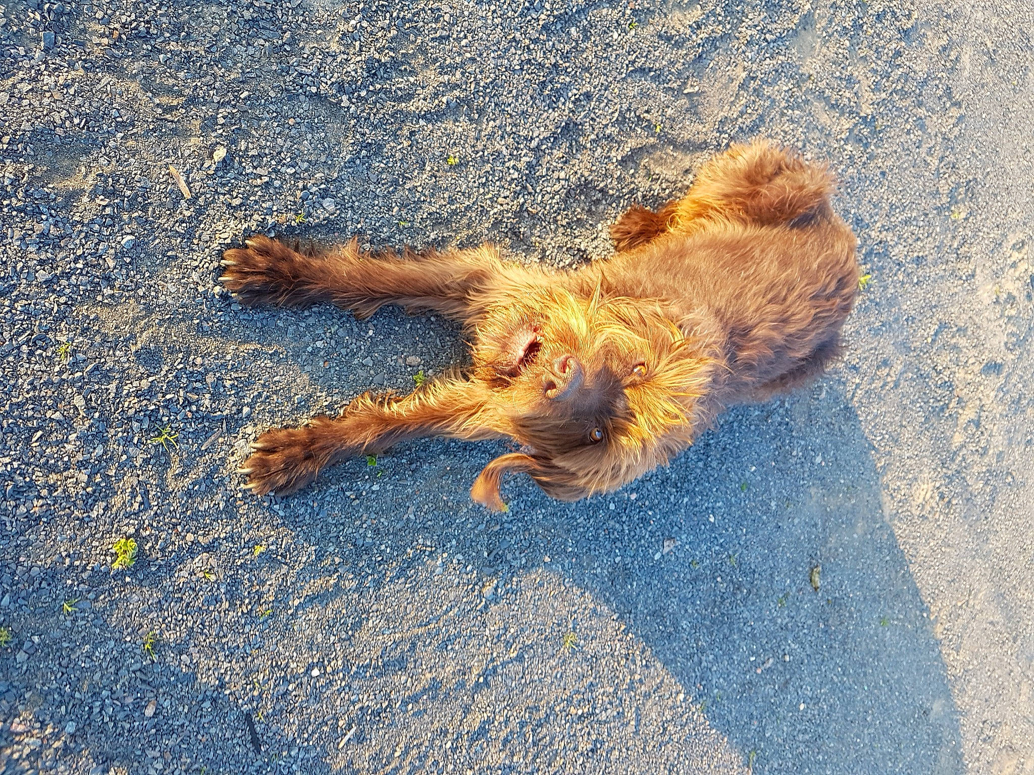 Eve a rejoint le concours — aidez-le/la à gagner de superbes lots ! asphalt, canidae, carnivore, companion_dog, dog, dog_breed, fawn, non_sporting_group, paw, sand, shadow, sporting_group, tail, tar, water_dog