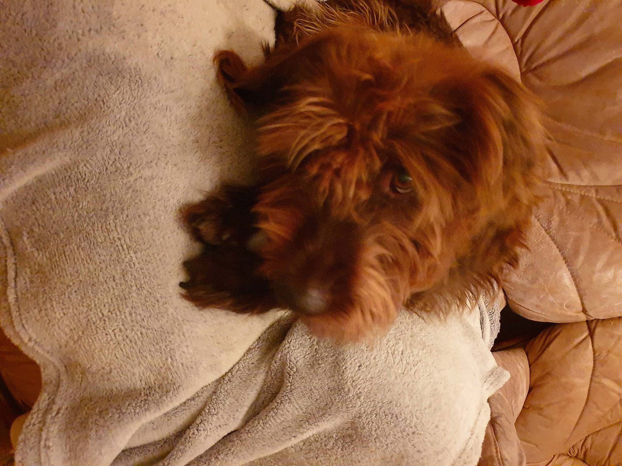 Eve participe au concours pour gagner de l'argent avec cette photo : brown, canidae, carnivore, companion_dog, dog, dog_breed, fawn, fur, liver, non_sporting_group, puppy, small_terrier, snout, sporting_group, terrier, toy_dog, working_animal, working_dog, yorkipoo