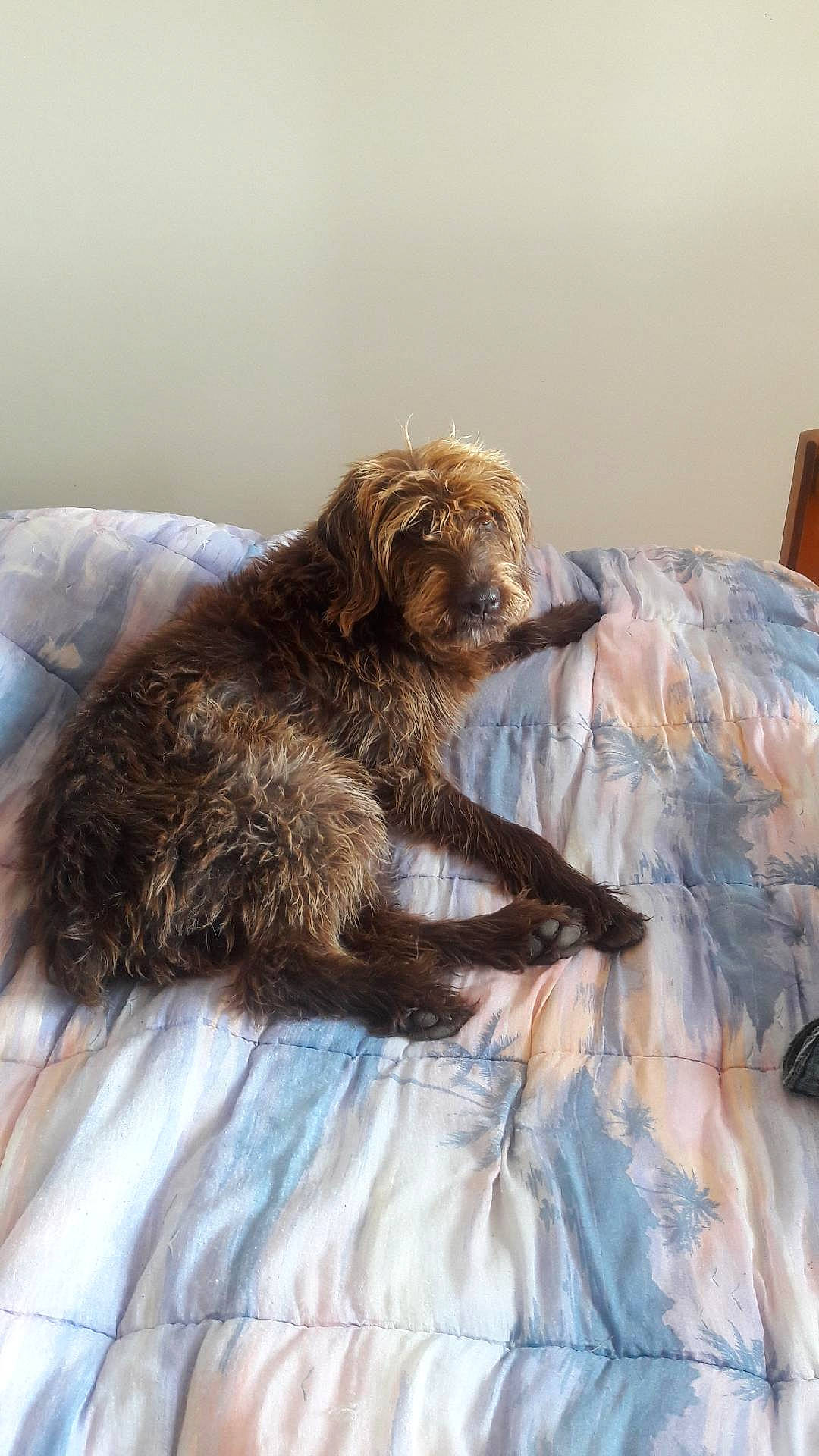 Eve participe au concours pour gagner de l'argent avec cette photo : border_terrier, canidae, carnivore, dog, dog_breed, fur, goldendoodle, irish_soft_coated_wheaten_terrier, labradoodle, otterhound, pudelpointer, puppy, schnoodle, spaniel, spinone_italiano, sporting_group, wirehaired_pointing_griffon