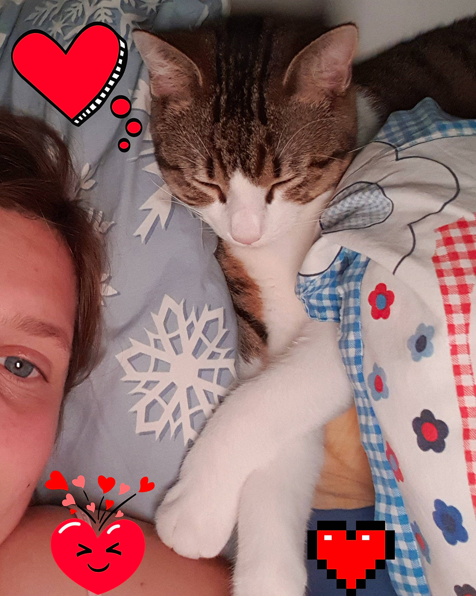 Zouma a rejoint le concours — aidez-le/la à gagner de superbes lots ! carmine, carnivore, cat, domestic_short_haired_cat, felidae, fur, heart, love, pattern, paw, pet_supply, polka_dot, red, small_to_medium_sized_cats, snout, vertebrate, whiskers