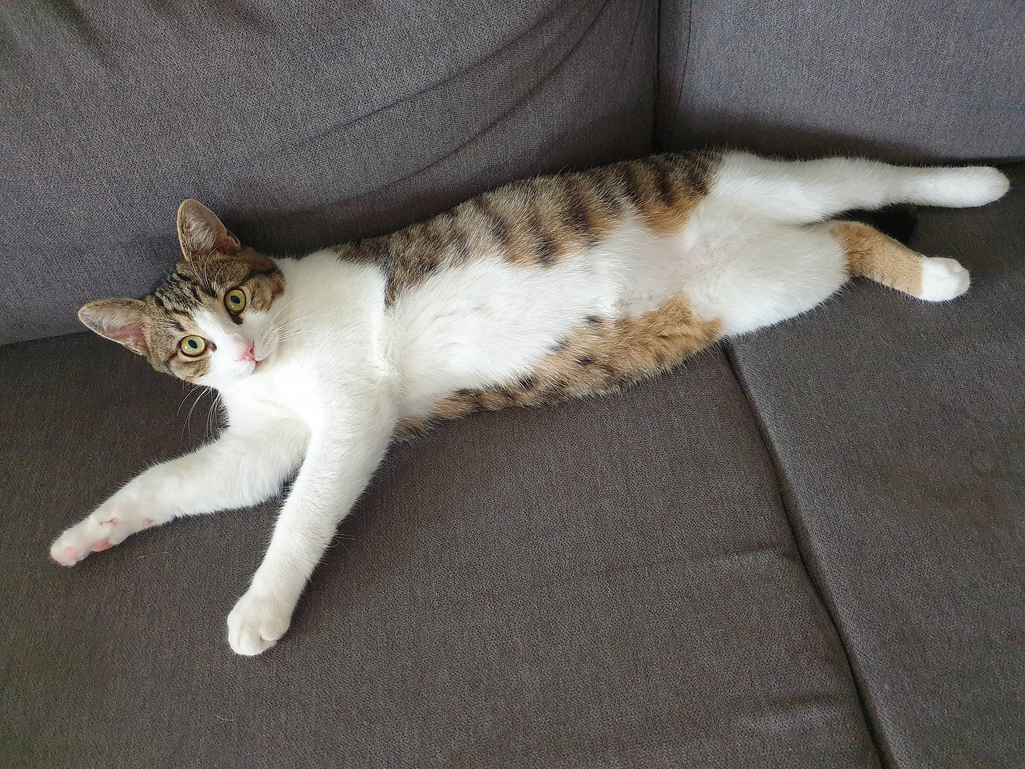 Zouma participe au concours pour gagner de l'argent avec cette photo : aegean_cat, american_wirehair, arabian_mau, asian, carnivore, cat, claw, domestic_short_haired_cat, european_shorthair, fawn, felidae, fur, kitten, leg, mammal, paw, polydactyl_cat, small_to_medium_sized_cats, tail, whiskers