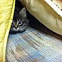 kitten, cat, peeking, blanket, yellow, blue, rug, furniture, cozy, indoor, curious, pet, animal, soft, texture, hiding, cute, small, fur, alert