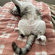 Willis is registered to the contest to win money with this photo: cat, feline, pet, animal, fur, whiskers, paw, tail, blanket, pink, white, striped, relaxing, stretching, indoor, bed, cozy, sleeping, cute, domestic