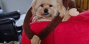 Nesquik participe au concours pour gagner de l'argent avec cette photo : animal, couch, cozy, cute, dog, floor, fur, home, indoor, living_room, monkey, natural_light, pet, pillow, red_blanket, relaxing, sleeping_dog, stuffed_toy, window, wooden_cabinet
