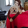 animal, couch, cozy, cute, dog, floor, fur, home, indoor, living_room, monkey, natural_light, pet, pillow, red_blanket, relaxing, sleeping_dog, stuffed_toy, window, wooden_cabinet