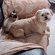 Nesquik a rejoint le concours — aidez-le/la à gagner de superbes lots ! animal, blanket, cat, companion, couch, cozy, cute, dog, domestic, floor, fur, furniture, home, indoor, pet, relaxing, siamese_cat, sitting, small_dog, tile