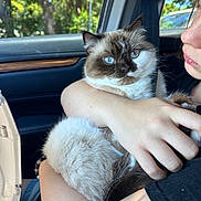 Papi is registered to the contest to win money with this photo: cat, blue_eyes, fluffy, person, arm, car_interior, seatbelt, window, daylight, tree, nature, close_up, pet, holding, fur, hand, face, comfort, cozy, domestic_animal