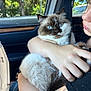 cat, blue_eyes, fluffy, person, arm, car_interior, seatbelt, window, daylight, tree, nature, close_up, pet, holding, fur, hand, face, comfort, cozy, domestic_animal