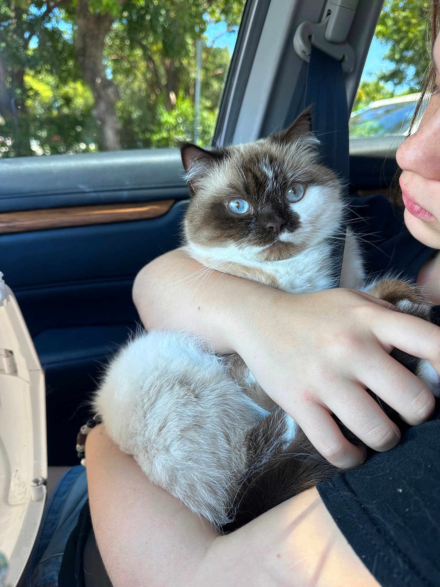 Papi is registered to the contest to win money with this photo: cat, blue_eyes, fluffy, person, arm, car_interior, seatbelt, window, daylight, tree, nature, close_up, pet, holding, fur, hand, face, comfort, cozy, domestic_animal