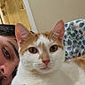 Waffle is registered to the contest to win money with this photo: cat, person, indoor, close_up, orange_and_white_cat, bed, blanket, patterned_blanket, relaxing, face, pet, animal, comfort, human, resting, eyes, ear, fur, portrait, domestic