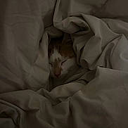 Waffle is registered to the contest to win money with this photo: cat, sleeping, blanket, cozy, soft, fur, indoors, resting, comfort, cute, pet, whiskers, animal, nap, hidden, warm, peaceful, relaxing, fur_pattern, domestic_cat