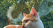 Waffle is registered to the contest to win money with this photo: cat, orange_and_white_cat, animal, pet, dashboard, car_interior, window, raindrops, reflection, greenery, trees, outdoor, sunlight, relaxing, lying_down, side_view, whiskers, ears, nature, calm