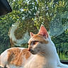 cat, orange_and_white_cat, animal, pet, dashboard, car_interior, window, raindrops, reflection, greenery, trees, outdoor, sunlight, relaxing, lying_down, side_view, whiskers, ears, nature, calm