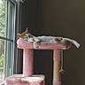 Waffle joined the competition — help win amazing prizes! cat, cat_tree, pink, window, sunlight, sleeping, relaxed, indoor, pet, feline, cozy, plush, ginger, white, animal, resting, home, quiet, soft, daylight