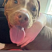 Winnie joined the competition — help win amazing prizes! dog, tongue, close_up, pet, animal, happy, indoor, person, hand, brown, white, window, couch, canine, companion, cute, friendly, smiling, domestic_animal, face