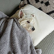 Tofu a rejoint le concours — aidez-le/la à gagner de superbes lots ! animal, blanket, couch, cozy, dog, ears, fur, gray_blanket, home, indoor, pet, pillow, portrait, relaxed, resting, scruffy_dog, sleeping, small_dog, snout, white_dog